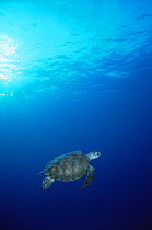 Green turtle swimming {Chelonia mydas} Bahamas