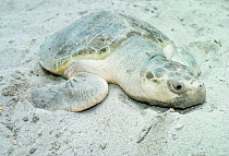 Kemp's ridley turtle on artificial beach, Miami, USA {Lepidochelys kempii} captive