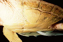 Sharksucker {Echeneis naucrates} clinging to Loggerhead turtle, Bahamas