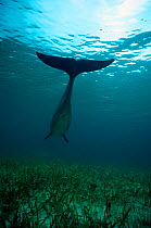 Bottlenose dolphin {Tursiops truncatus} swimming over seagrass, Belize