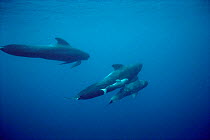 Long finned pilot whales with newborn {Globicephala malaena} Azores, Atlantic
