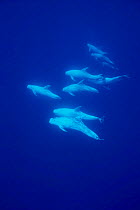 Pod of Risso's dolphins {Grampus griseus} Azores, Atlantic