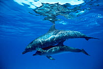 RF- Atlantic spotted dolphin with calf (Stenella frontalis). Bahamas. (This image may be licensed either as rights managed or royalty free.)