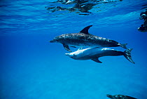 Atlantic spotted dolphins mating {Stenella frontalis} Bahamas