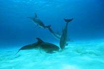 Pod of Atlantic spotted dolphins {Stenella frontalis} dig in sand for buried fish, Bahamas