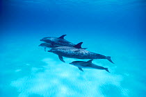 Atlantic spotted dolphins with calves {Stenella frontalis} Bahamas