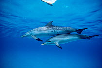 Atlantic spotted dolphin + calf {Stenella frontalis} Bahamas
