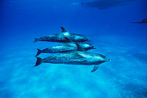Three mature adult Atlantic spotted dolphins {Stenella frontalis} Bahamas