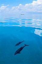 Atlantic spotted dolphins {Stenella frontalis} Bahamas research boat in background