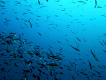 Shoal of Thick-lipped grey mullet {Chelon labrosus}, Mediterranean.