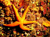 Sea star {Hacelia attenuata} Mediterranean. Spain