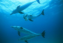 Pod of Atlantic spotted dolphins {Stenella frontalis} one exhibiting the open mouth threat display, Bahamas