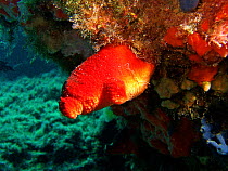 Tunicate {Halocynthia papillosa} in the Mediterranean.