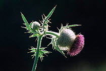 Woolly thistle flower {Cirsium eriophorum} UK.