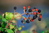 Bramble with ripening Blackberries  {Rubus plicatus} UK.