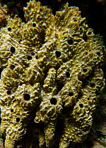Sponge {Ircinia fasciculata} Mediterranean. Spain.