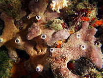 Sponge {Ircinia dendroides} in Mediterranean. Spain