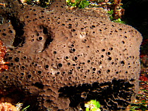 Sponge {Ircinia spinosula} in Mediterranean. Spain