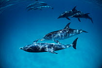 Pod of Atlantic spotted dolphins (Stenella frontalis)pursue pair of Bottlenose dolphins {Tursiops truncatus}, Bahamas