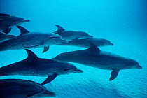 Atlantic spotted dolphins caress each other with pectoral fins, Bahamas {Stenalla frontalis}