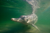 Indo pacific humpbacked dolphin {Sousa chinensis} Queensland, Australia