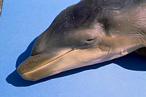 Dead embryo of Bottlenose dolphin showing hairs on beak (absent in adults) {Tursiops truncatus}