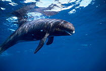 Pygmy killer whale {Feresa attenuata} Florida, USA.