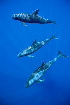 Pygmy killer whales {Feresa attenuata} Hawaii, Pacific