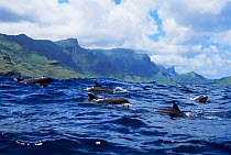 Pod of Melon headed whales at surface {Peponocephala electra} Polynesia, Pacific