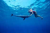 Swimmer strokes Melon headed whale calf {Peponocephala electra} Hawaii, USA.