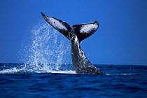 Humpback whale thrashes water with tail fluke, Hawaii (taken under permit no 587)