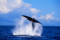 Humpback whale peduncle throw, Hawaii, taken under permit no 882 {Megaptera novaeangliae}