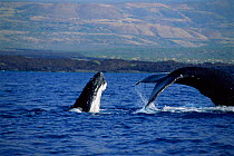 Male Humpback whale fends off rival with tail fluke Hawaii, taken under permit no 882