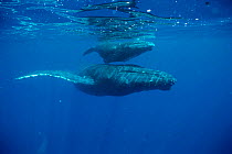 Humpback whale + calf, Hawaii, taken under permit no 587 {Megaptera novaeangliae}