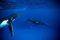 Humpback whale + yearling calf (in foreground) Tonga, Pacific {Megaptera novaeangliae}