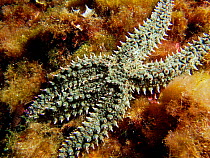 Spiny starfish {Marthasterias glacialis} Mediterranean.