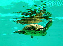 Spanish terrapin {Mauremys leprosa} swimming. Spain.