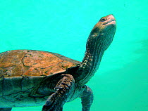 Spanish terrapin swimming {Mauremys leprosa}