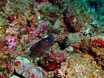 Moray eel {Muraena helena} emerging from hole, Mediterranean.
