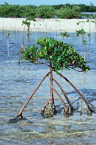 Red mangrove plant with exposed roots {Rhizophora mangle} Bahamas