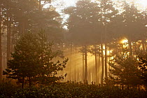 Shafts of sunlight through mist in coniferous forest, Spain