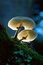 Porcelain fungus (oudemansiella mucida) UK