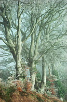 European beech trees in frost {Fagus sylvatica} UK.
