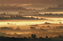 Early morning mist in the Marshwood Vale, Dorset, UK.