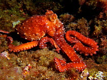 White-spotted octopus {Octopus macropus} Mediterranean