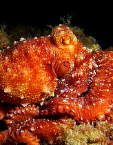 White-spotted octopus {Octopus macropus} portrait, Mediterranean.