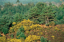 Scots pine trees {Pinus sylvestris} with flowering Gorse, Scotland, UK.