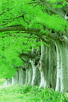 Avenue of European beech trees, Badbury Rings, Dorset, UK.