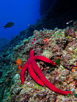 Red starfish {Ophidiaster ophidianus} on rock, Mediterranean.