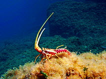Spiny lobster {Panulirus elephus} Mediterranean.